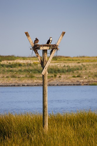 Osprey Nest Structure