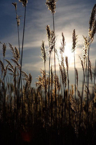 Sunlight Through the Reeds