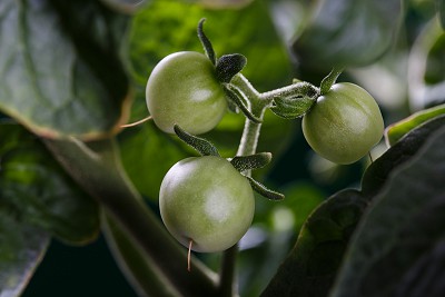 Unripe Cherry Tomatoes