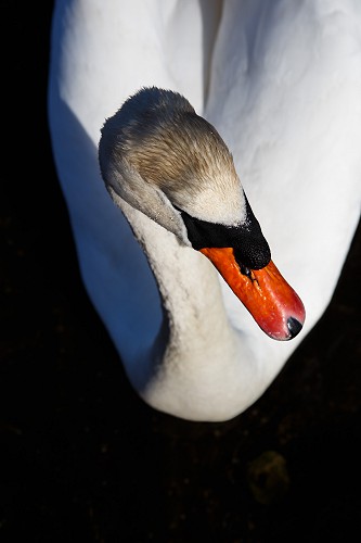 Mute Swan on the Dark Waters