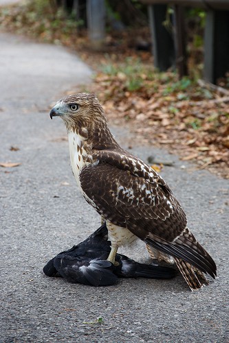 Immature Red-tailed Hawk with Prey