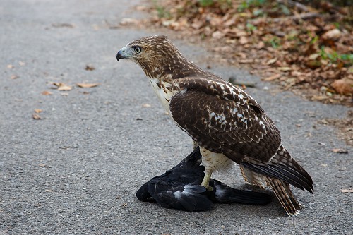 Juvenile Red-tailed Hawk with a Pigeon