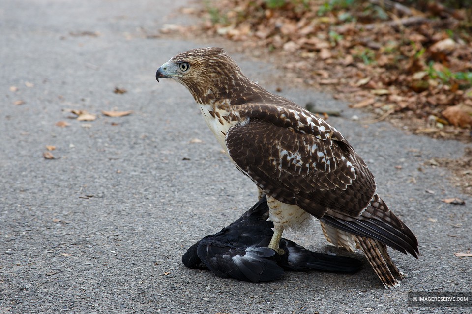 Juvenile Red-tailed Hawk with a Pigeon