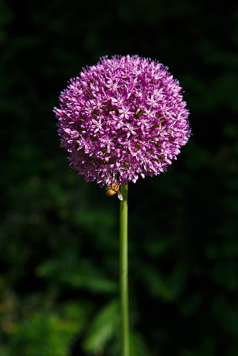 Vivid Purple Umbel of Allium