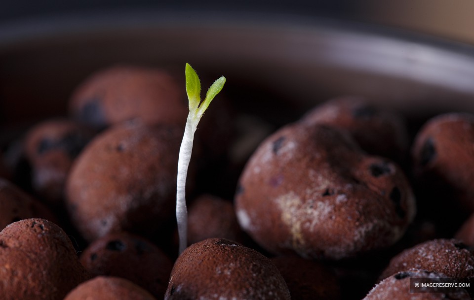 Sprout in Clay Pellets