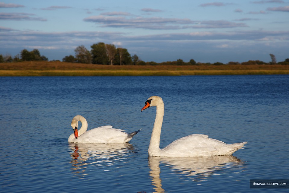 Two Mute Swans Gliding Across the Water