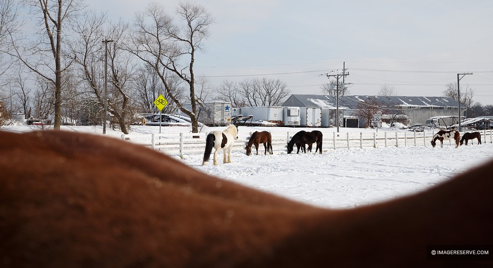 Horses on a Snow-covered Pasture