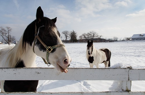 Two Pinto Horses in a Snowbound Pasture